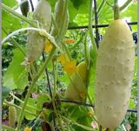 Indian White Cucumber Seeds for Planting – Heirloom, Non-GMO, High-Yield Vegetable Seeds for Home Garden