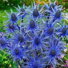 Blue Eryngium Flower Seeds for Planting | Heirloom Non-GMO Organic Garden Seeds