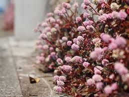 Polygonum Capitatum Flower Seeds for Planting – Heirloom, Non-GMO, High Germination Organic Garden Seeds