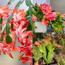 Orange Schlumbergera Flower Seeds for Planting | Heirloom Non-GMO High Germination Organic Garden Seeds