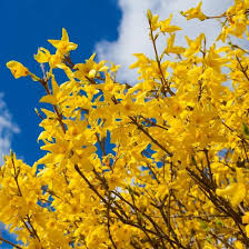 Yellow Forsythia Flower Seeds for Planting – Heirloom, Non-GMO, High Germination Organic Garden Seeds