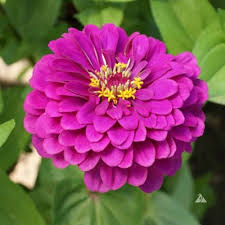 Zinnia Flower seeds for Planting – Perfect for Borders, Heirloom & GMO Free Seeds for Home Garden, High Germination