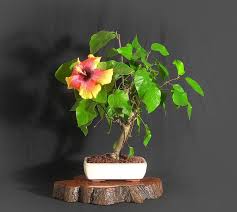 Hibiscus Bonsai Flower Seeds for Planting - Bright Blooms, Heirloom & Non-GMO Organic Garden Seeds - High Germination