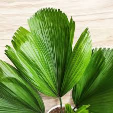 Green Ruffled Fan Palm Seeds for Planting – Heirloom & Non-GMO Tropical Foliage, Organic Garden Seeds, High Germination