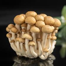 Mushroom Vegetable Seeds for Planting – Heirloom Non-GMO Brown & White Gourmet Fungi Blend – High Germination