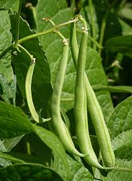 Brown Bean flower seeds for planting - Heirloom & Non-GMO Garden Seeds
