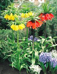 Mixed Imperial Wang Fritillaria Flower Seeds - Wildflower Mix, Heirloom, Non-GMO Organic Garden Seeds for Planting