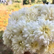 White Chrysanthemum Flower Seeds for Planting | Heirloom Non-GMO High Germination