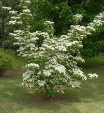 Cornus Flower Seeds for Planting – Heirloom, Non-GMO Low Maintenance, High Germination Seeds