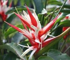 Strelitzia Flower Seeds for Planting – Heirloom, Non-GMO, Drought-Tolerant Organic Garden Seeds