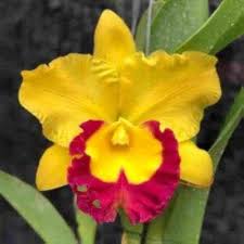 Yellow Red Cattleya Flower Seeds for Planting | Heirloom Non-GMO High Germination Organic Garden Seeds