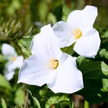 Trillium Flower Seeds for Planting – Premium Quality, Heirloom, Non-GMO, High Germination Garden Seeds