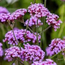 Heirloom Verbena Flower Seeds for Planting - Low Maintenance, Non-GMO, Organic Garden Seeds