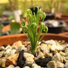 Spiralis Flower Seeds for Planting – Heirloom, Non-GMO, High Germination Organic Garden Seeds