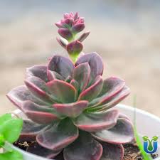 Echeveria Flower Seeds for Planting – Heirloom, Non-GMO, Vibrant Colors, High Germination Organic Garden Seeds