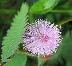 Pink Mimosa Pudica Flower Seeds for Planting | Heirloom Non-GMO Bright Blooms Garden Seeds