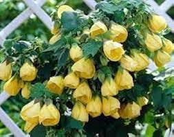 Abutilon Striatum Flower Seeds for Planting – Heirloom, Non-GMO, High Germination Organic Garden Seeds