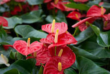 Red Anthurium Flower Seeds for Planting – Vibrant Colors, Heirloom, Non-GMO & Organic Garden Seeds