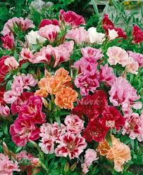 Heirloom Mixed Azalea Godetia Flower Seeds for Planting – Non-GMO, High Germination Organic Garden Seeds