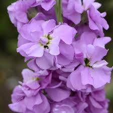Lavender Matthiola Incana Flower Seeds - Cut Flower Favorite, Heirloom, Non-GMO Organic Garden Seeds for Planting