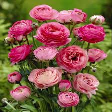 Baby Pink Ranunculus Flower Seeds for Planting - Heirloom, Non-GMO, High Germination Organic Garden Seeds
