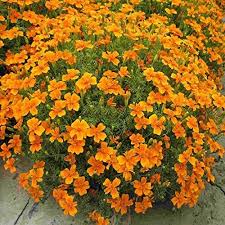 Yellow Signet Marigold Flower Seeds for Planting – Compact Growth, Heirloom, Non-GMO, High Germination