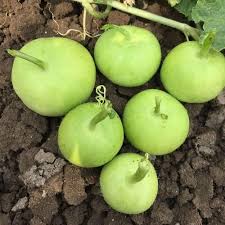 Green Apple Gourd flower seeds for planting - Heirloom & Non-GMO Garden Seeds