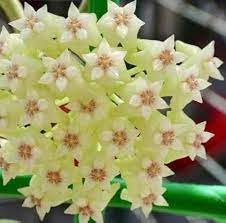 Flower Seeds, Seeds,Seeds For Planting,Plant Seeds