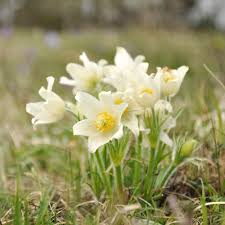 White Anemone Pulsatilla Flower Seeds – Heirloom, Non-GMO, High Germination Seeds for Planting