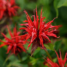Red Monarda Flower Seeds for Planting – Heirloom, Non-GMO, High Germination Organic Garden Seeds