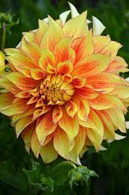 Dahlia Pachyderms Flower Seeds for Planting – Heirloom, Non-GMO, High Germination Organic Garden Seeds