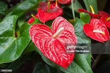 Red Anthurium Flower Seeds for Planting – Vibrant Colors, Heirloom, Non-GMO & Organic Garden Seeds