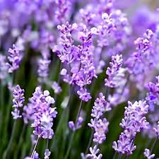 Lavender Flower Seeds for Planting - Garden Favorite, Heirloom & Non-GMO Organic Garden Seeds - High Germination