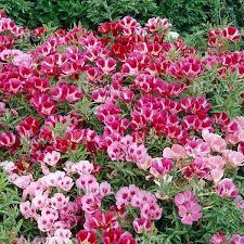 Heirloom Mixed Azalea Godetia Flower Seeds for Planting – Non-GMO, High Germination Organic Garden Seeds