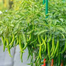 Green Chili Willy Pepper Seeds for Planting – Heirloom Non-GMO Rare Exotic Variety – High Germination