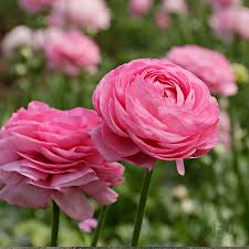 Pink Ranunculus Flower Seeds for Planting - Low Maintenance, Heirloom & Non-GMO Organic Garden Seeds for Home Garden