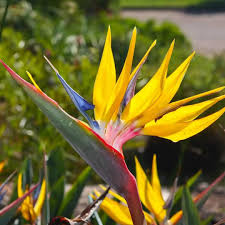 Yellow Strelitzia Flower Seeds for Planting – Heirloom, Non-GMO, High Germination Organic Garden Seeds