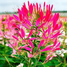 Heirloom Cleome Flower Seeds for Planting – Non-GMO, Pollinator Friendly, High Germination