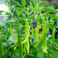 Green Pepper Tree flower seeds for planting - Heirloom & Non-GMO Garden Seeds