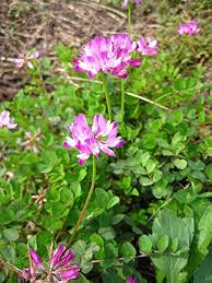 Astragalus Sinicus Flower Seeds for Planting – Vibrant Colors, Heirloom, Non-GMO, High Germination