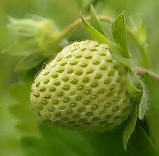 Strawberry Green fruit seeds for planting - Heirloom & Non-GMO Garden seeds