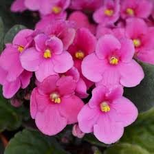 Pink &amp; White Saintpaulia Flower Seeds for Planting Heirloom Non-GMO High Germination Organic Garden Seeds