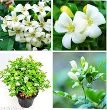 White Murraya Paniculata Flower Seeds for Planting – Long Bloom Heirloom Non-GMO, High Germination Organic Garden Seeds