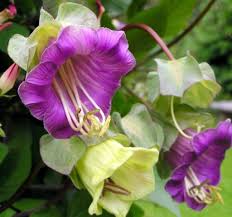 Purple Cathedral Bells Cobaea Scandens Flower Seeds for Planting – Heirloom Non-GMO High Germination Organic Garden Seeds