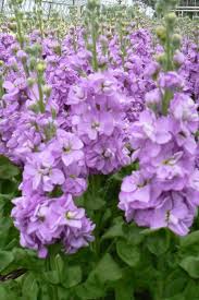 Lavender Matthiola Incana Flower Seeds - Cut Flower Favorite, Heirloom, Non-GMO Organic Garden Seeds for Planting