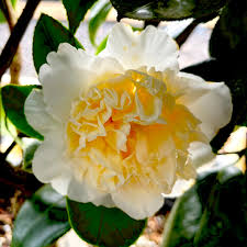 White Yellow Camellia Flower Seeds – Heirloom, Non-GMO, High Germination Organic Garden Seeds for Planting