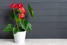Red Anthurium Flower Seeds for Planting – Vibrant Colors, Heirloom, Non-GMO & Organic Garden Seeds
