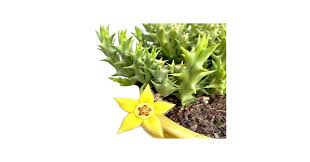 Orbea Lutea Succulent Flower Seeds – Heirloom, Non-GMO, Low Maintenance Organic Garden Seeds for Planting