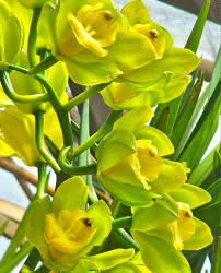 Light Green Cymbidium Orchid Flower Seeds for Planting | Heirloom Non-GMO Organic Garden Seeds, Cut Flower Favorite, High Germination