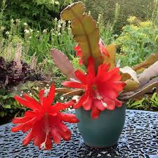Red Nopalxochia Flower Seeds 100 pcs – Heirloom, Non-GMO, High Germination Seeds for Planting in Organic Gardens